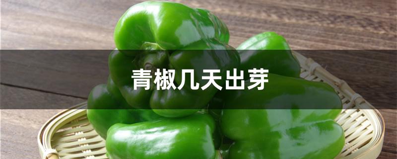 青椒几天出芽