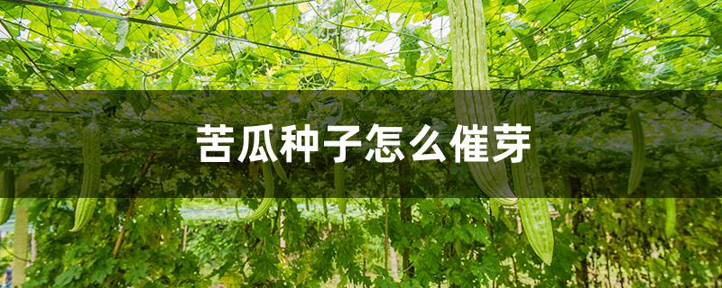 苦瓜种子怎么催芽