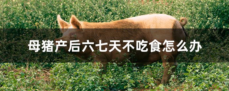 母猪产后六七天不吃食怎么办