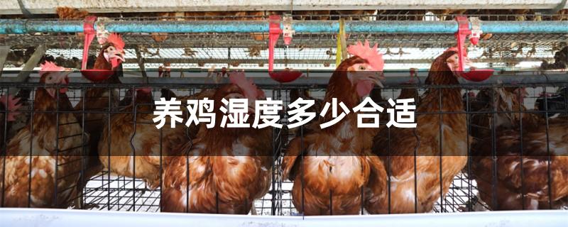 养鸡湿度多少合适