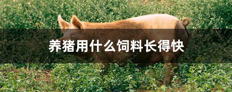 养猪用什么饲料长得快