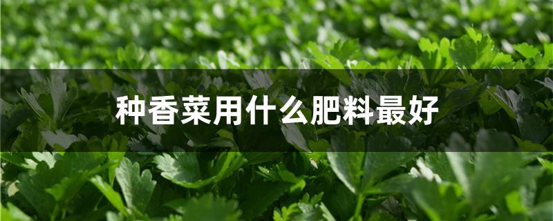 种香菜用什么肥料最好