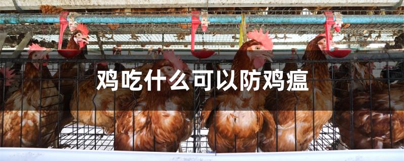 鸡吃什么可以防鸡瘟