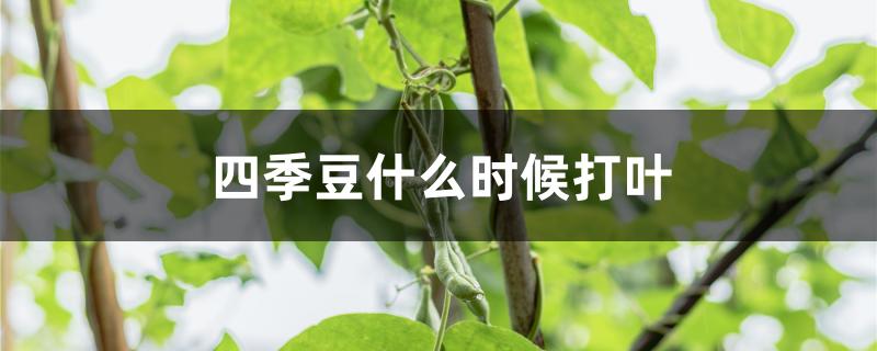 四季豆什么时候打叶