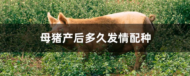 母猪产后多久发情配种