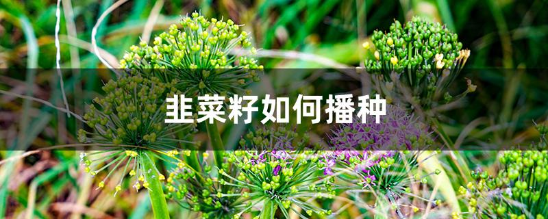 韭菜籽如何播种