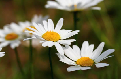 洋甘菊的花语是什么？洋甘菊的寓意和象征