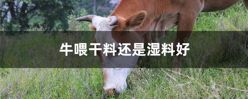 牛喂干料还是湿料好