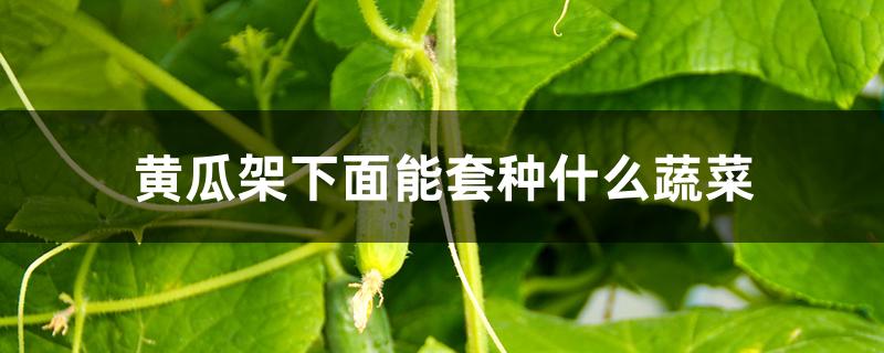黄瓜架下面能套种什么蔬菜