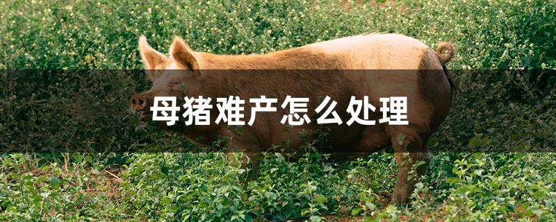 母猪难产怎么处理