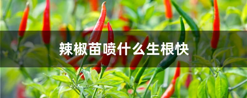 辣椒苗喷什么生根快