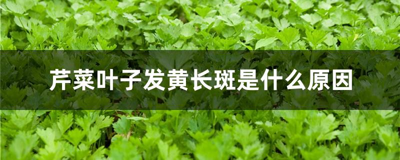 芹菜叶子发黄长斑是什么原因