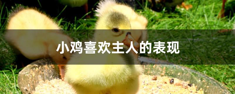小鸡喜欢主人的表现
