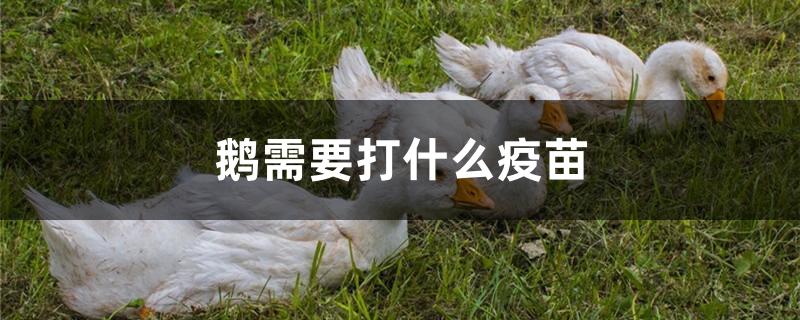 鹅需要打什么疫苗