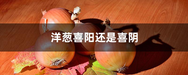 洋葱喜阳还是喜阴