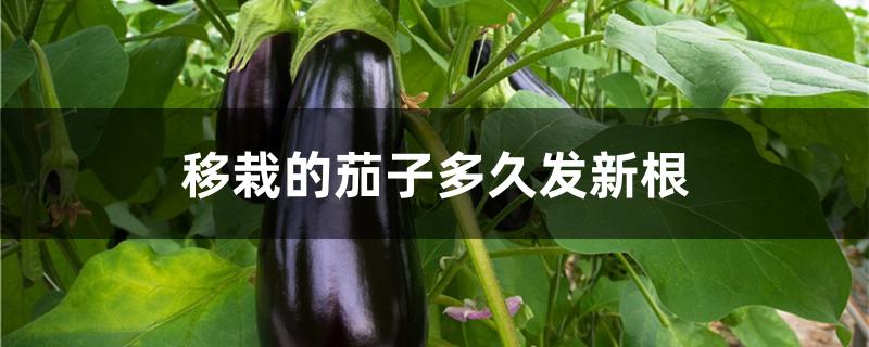 移栽的茄子多久发新根
