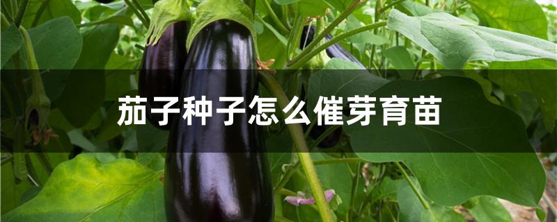 茄子种子怎么催芽育苗