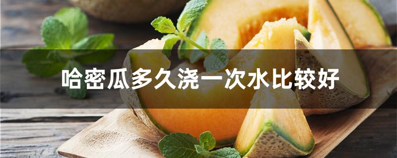 哈密瓜多久浇一次水比较好