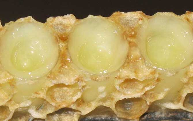 女人吃蜂王浆的副作用有哪些蜂王浆虽好，但这些副作用要小心！