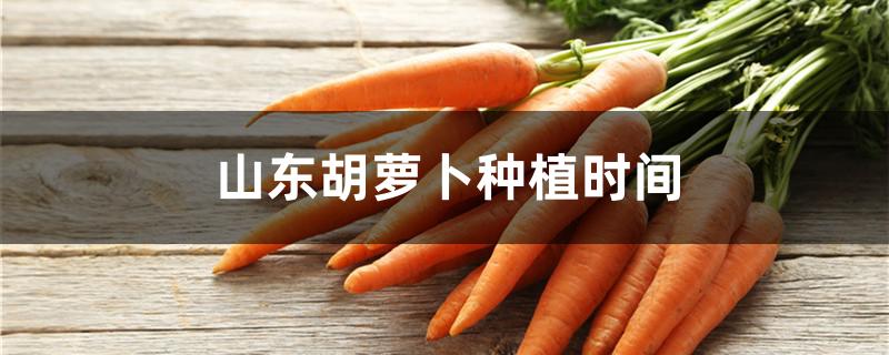 山东胡萝卜种植时间