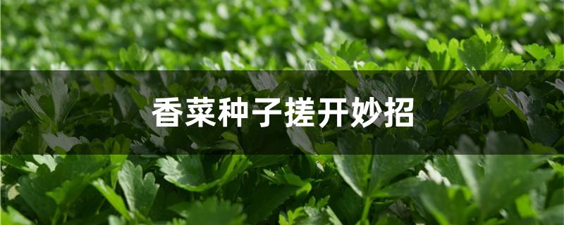 香菜种子搓开妙招