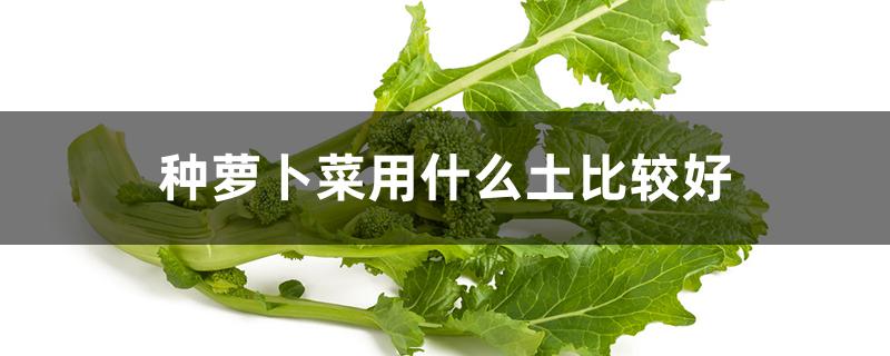 种萝卜菜用什么土比较好