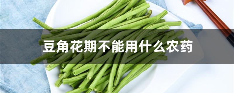 豆角花期不能用什么农药