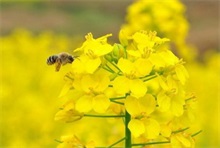 油菜花