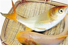 鳙鱼
