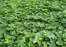 淀粉红薯种植要点