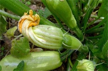 大棚西葫芦种植技术要点