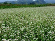 荞麦种植要点 农村创业网