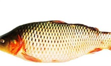 鲤鱼