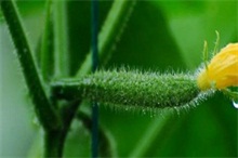 大棚吊盆黄瓜种植技术