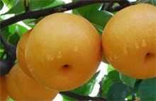 梨
