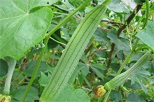 夏天丝瓜种植技术要点