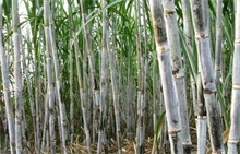 甘蔗种植技术