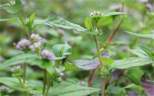 荞面种植