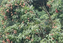荔枝