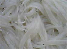 银鱼
