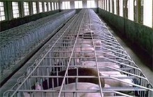 养猪设备