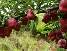 如何种植蛇果 农村创业网