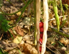 红小豆种植