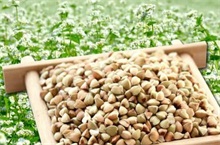 秋荞麦种植技巧 农村创业网