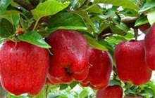 苹果用杀菌剂打蜡冒充蛇果 农村创业网