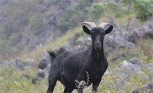 黑山羊养殖