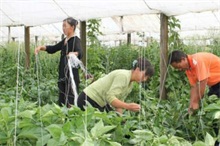 蚕豆