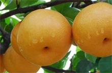 梨
