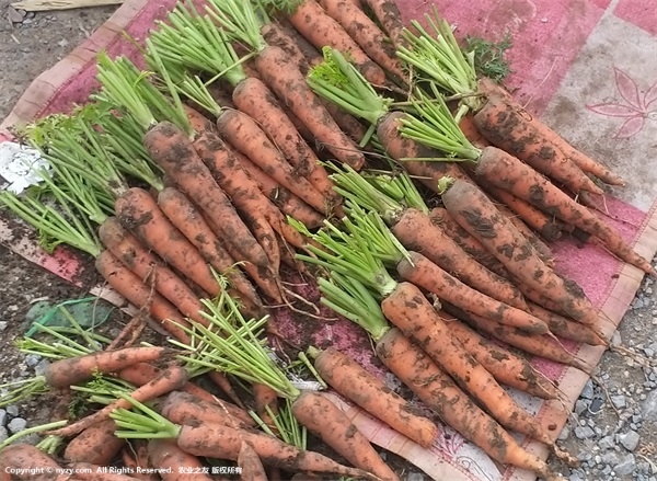 胡萝卜常用的食疗方法