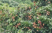 荔枝